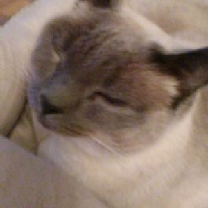 Meet your Posher, Nina